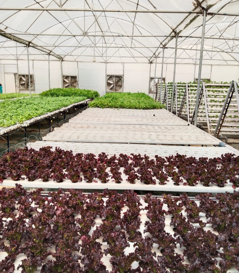 1000 SQM NFT Hydroponics Farm in Greater Noida | NHB