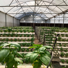 560-sqm-nft-hydroponic-greenhouse-with-healthy-leafy-green-plants