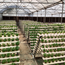 560-sqm-nft-hydroponic-greenhouse-with-multi-row-growing-channels