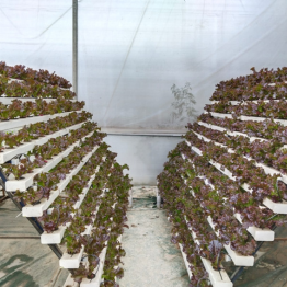 560-sqm-nft-hydroponic-greenhouse-with-central-walkway-and-plant-channels