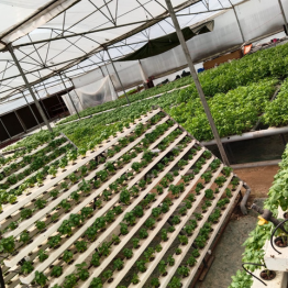 560-sqm-nft-hydroponic-greenhouse-with-vertical-nft-farming-structure