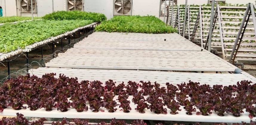 560 SQM Commercial NFT Hydroponics Farm – Jalandhar