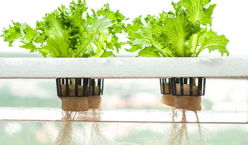 what is hydroponics