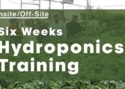 Six Weeks Hydroponics Course