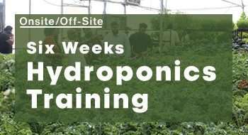 Six Weeks Hydroponics Course