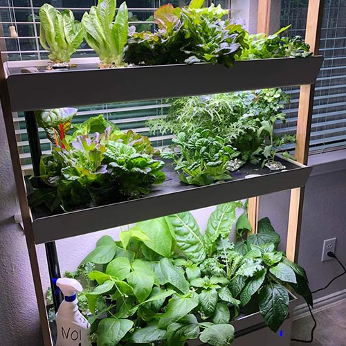 hydroponics garden image 11