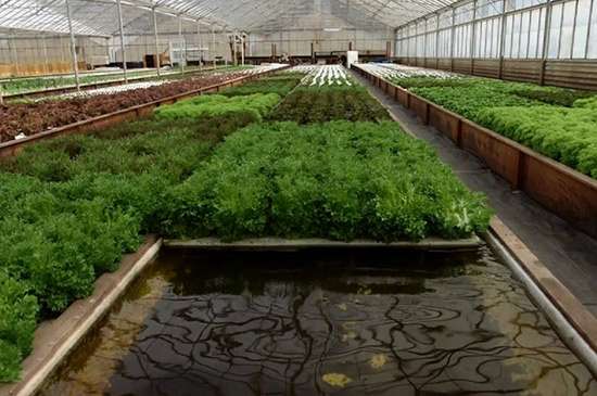hydroponics home garden