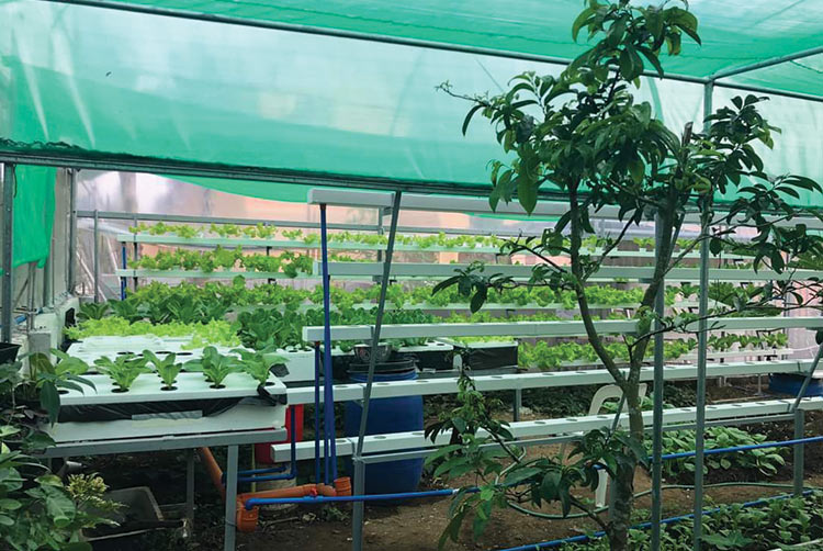 best hydroponics company in india
