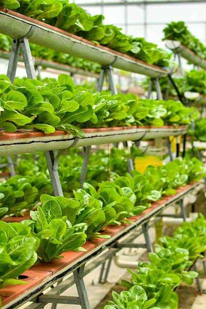 Become A Skill Hydroponic Grower Back 1