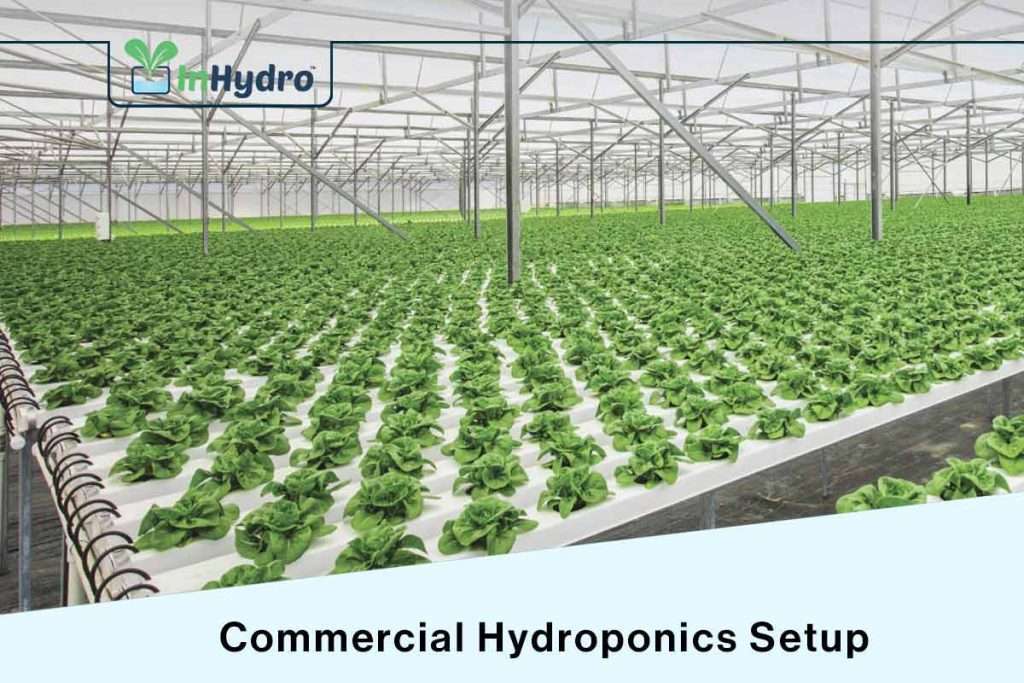 rooftop hydroponics