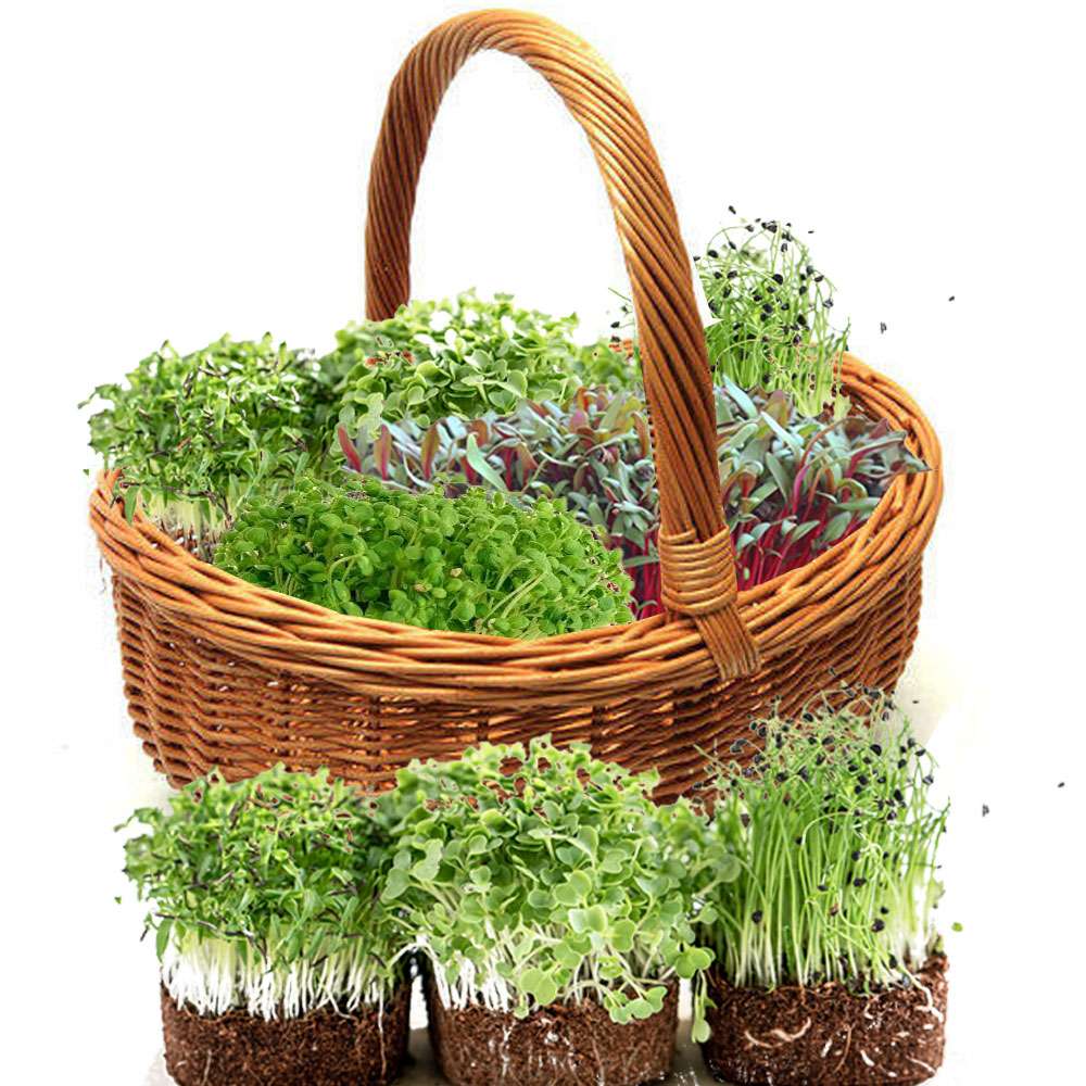Microgreen Basket