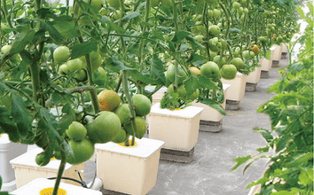 hydroponics commercial farming