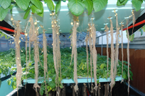 commercial vertical hydroponic system