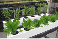 commercial vertical hydroponic system