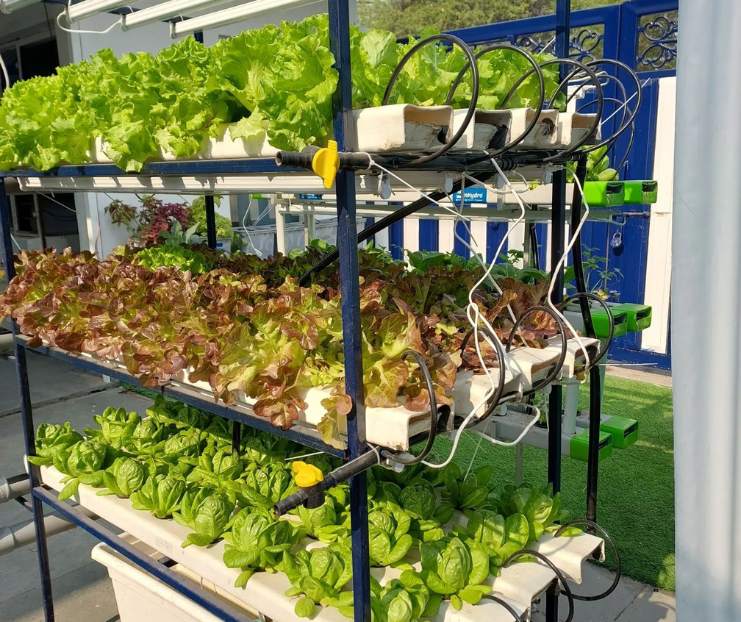 Growing Lettuce NFT