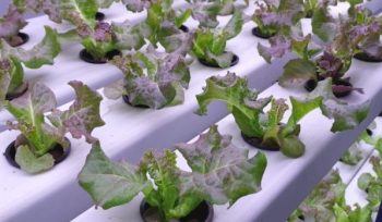 Hydroponic NFT Channelss inhydro