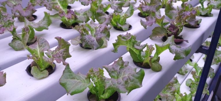 Hydroponic NFT Channelss inhydro