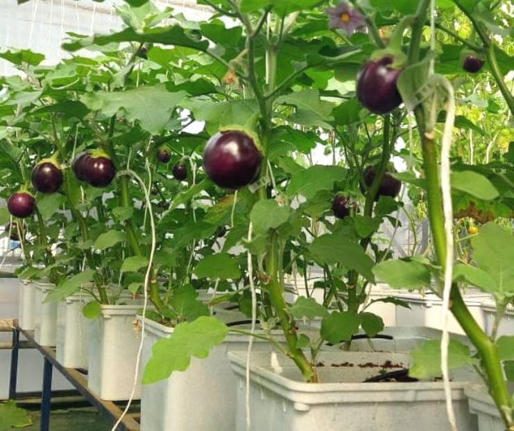 growing eggplant dutch bucket - inhydro