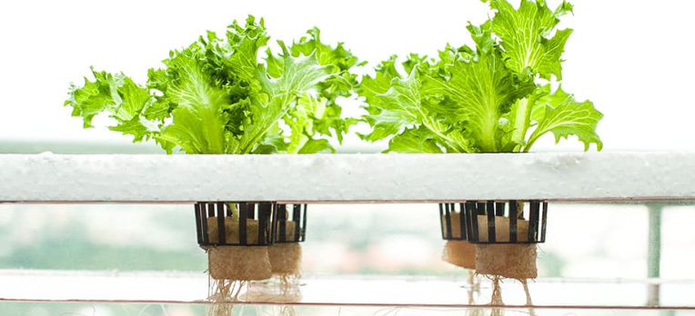 what is hydroponics-inhydro