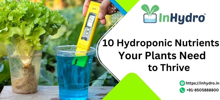 10 Hydroponic Nutrients Your Plants Need to Thrive