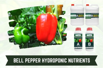 Bell Pepper Hydroponic Nutrients inhydro
