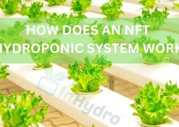 HOW-DOES-AN-NFT-HYDROPONIC-SYSTEM-WORK