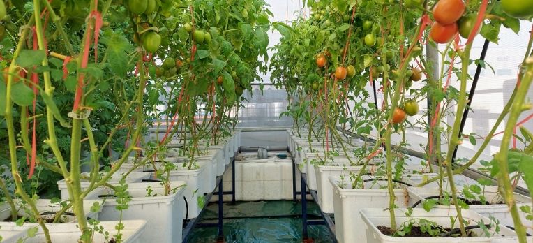 hydroponic consulting services