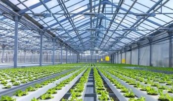 Contact Integrated Hydroponic