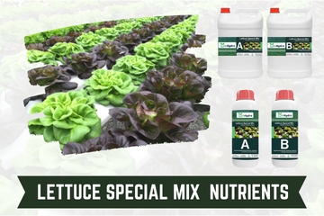 Lettuce Special Mix Nutrients inhydro