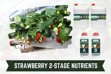 Strawberry 2-Stage Nutrients inhydro