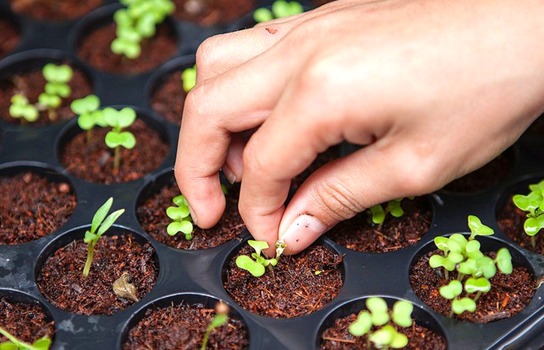 growing microgreens system inhydro