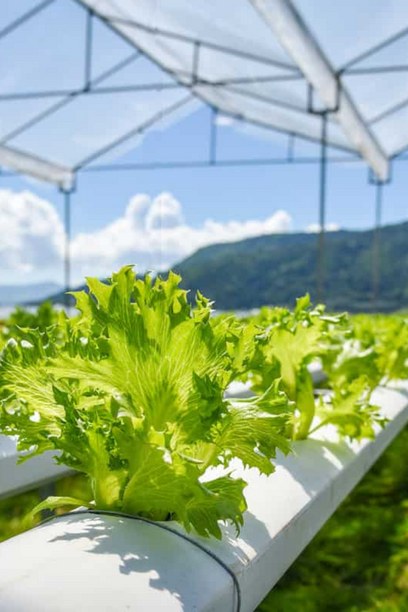 cost of setting up hydroponic farm in india