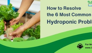 hydroponics commercial farming