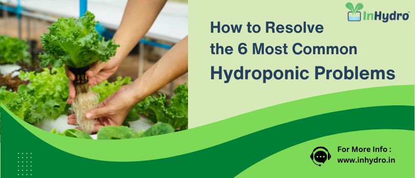 Resolve 6 Most Common Hydroponic Problems