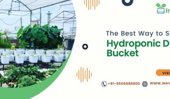 The Best Way to Set Up a Hydroponic Dutch Bucket