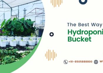 The Best Way to Set Up a Hydroponic Dutch Bucket