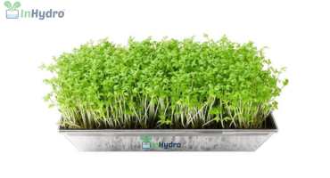 Hydroponic Microgreens inhydro