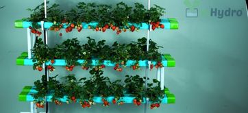 Hydroponic NFT Channel