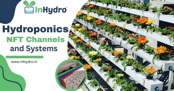 cost of setting up hydroponic farm in india