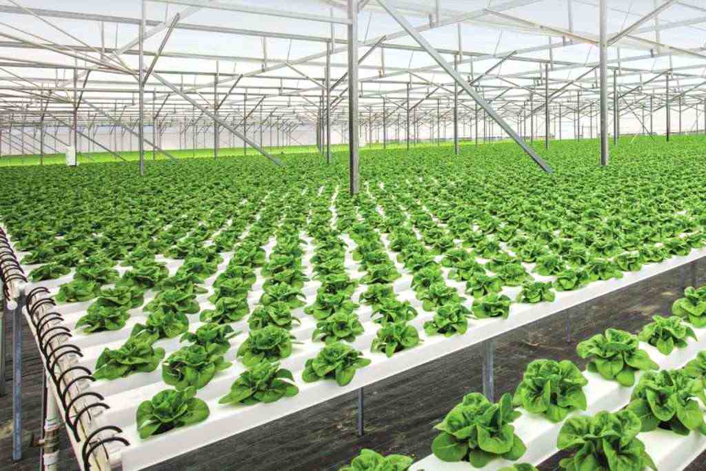 commercial hydroponic farm-inhydro
