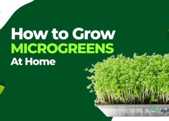 how to grow microgreens-inhydro