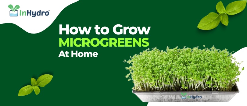 how to grow microgreens-inhydro