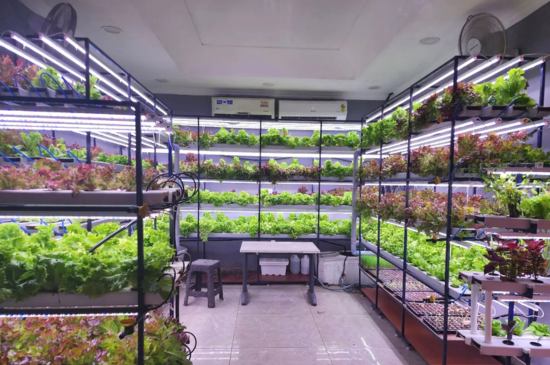 indoor NFT hydroponics