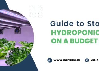 Guide to Starting a Hydroponic Farm on a Budget