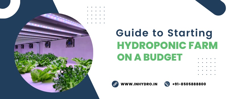 Guide to Starting a Hydroponic Farm on a Budget