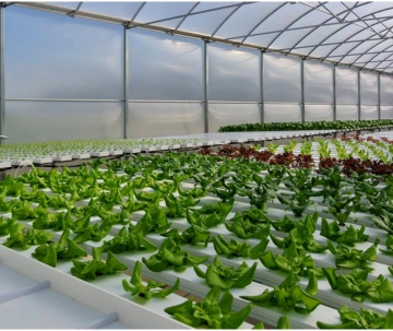 commercial hydroponics farming - hydroponics NFT Channels - inhydro