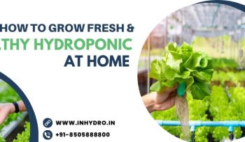 How to Grow Fresh and Healthy Hydroponic Food at Home