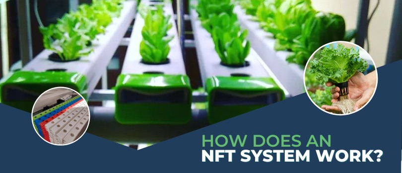 How Does an NFT Hydroponic System
