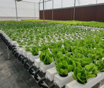 hydroponic rooftop farming