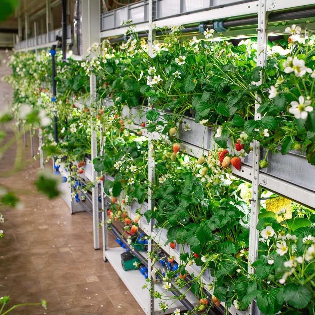 Kitchen-Gardens